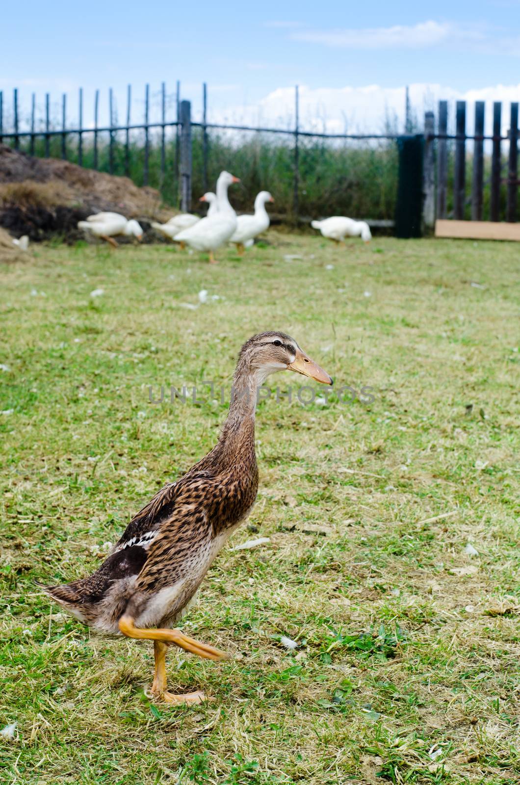 indian runner duck