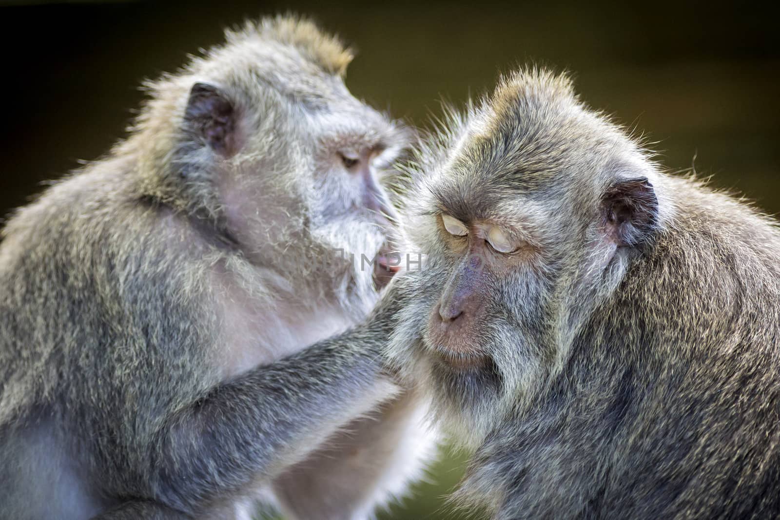 Monkey at Sacred Monkey Forest, Ubud, Bali, Indonesia