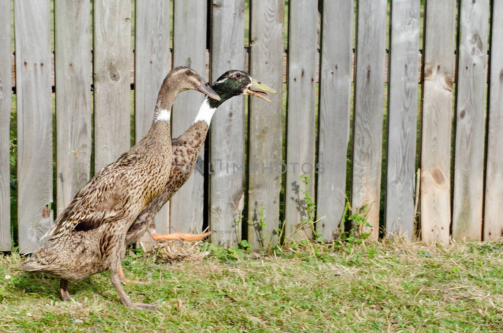 couple of indian runner duck