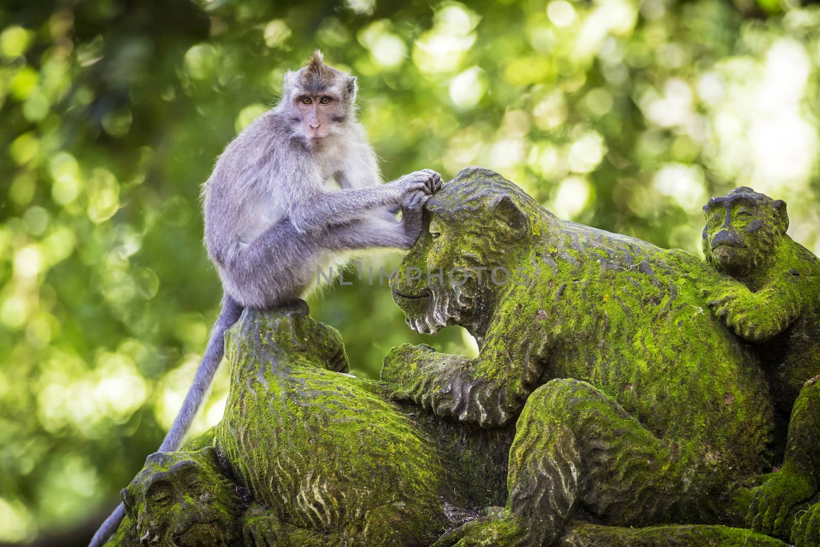 Monkey at Sacred Monkey Forest, Ubud, Bali, Indonesia