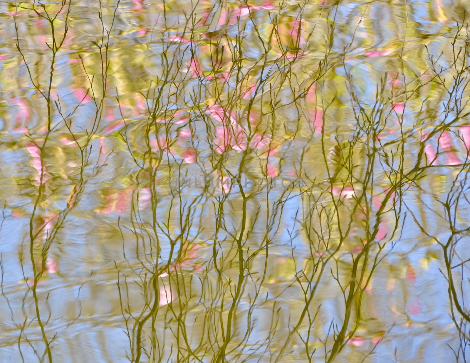 Tree in bloom reflection on the water surface