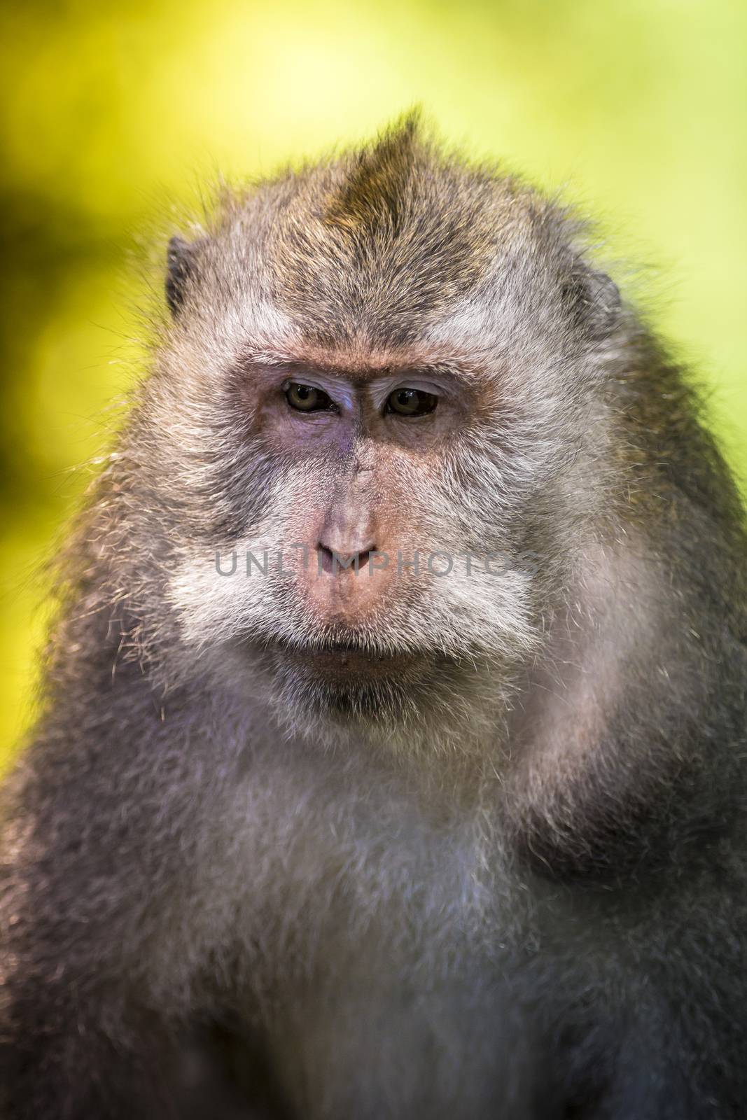 Monkey at Sacred Monkey Forest, Ubud, Bali, Indonesia