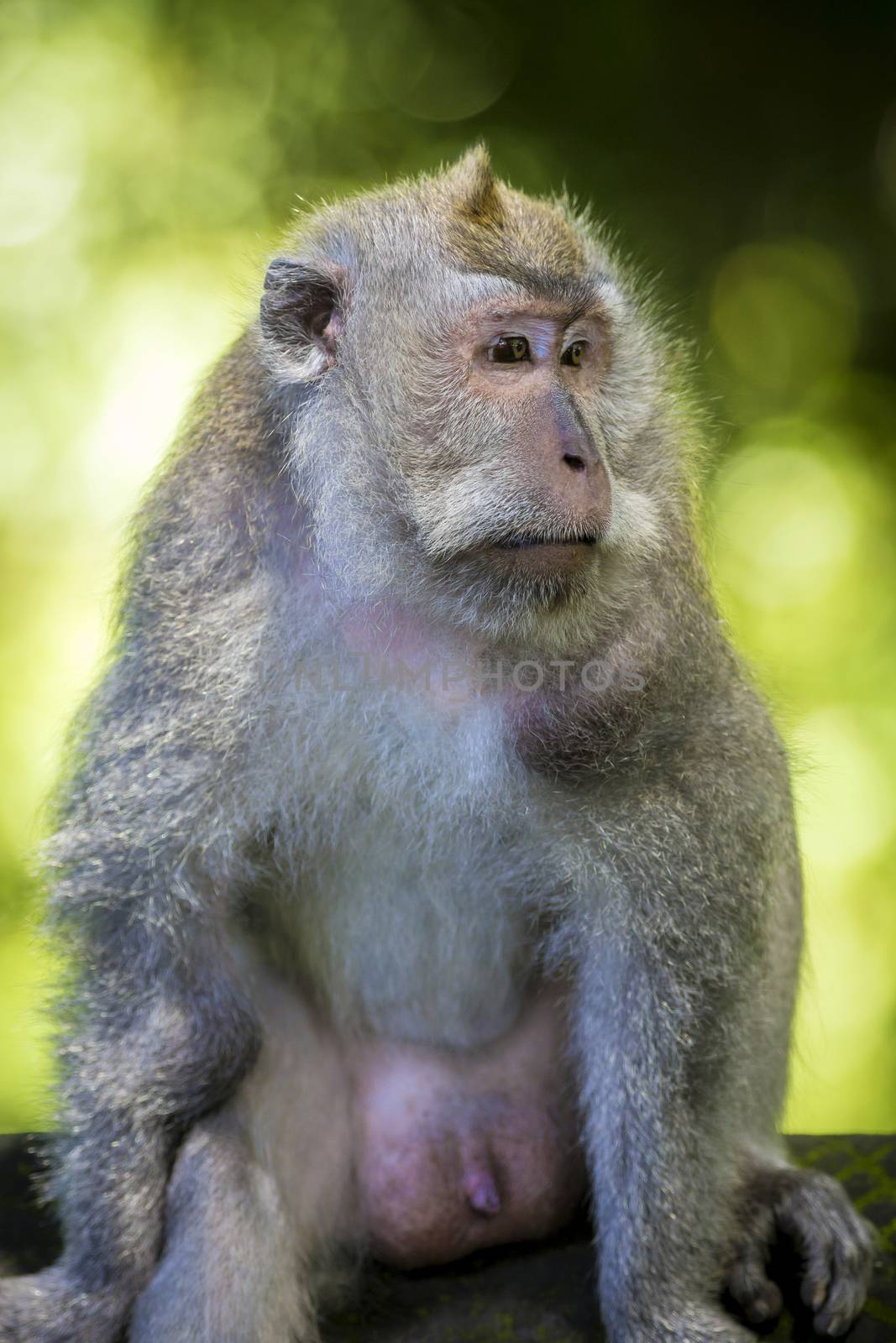 Monkey at Sacred Monkey Forest, Ubud, Bali, Indonesia