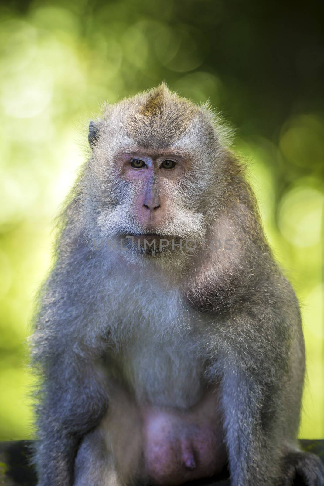 Monkey at Monkey Forest by truphoto