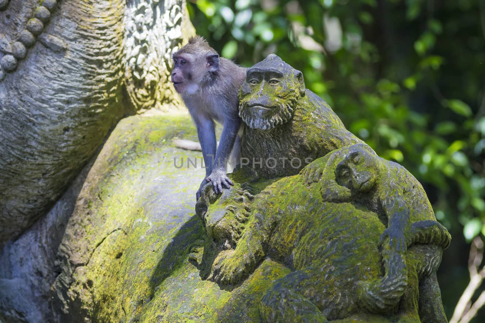 Monkey at Sacred Monkey Forest, Ubud, Bali, Indonesia