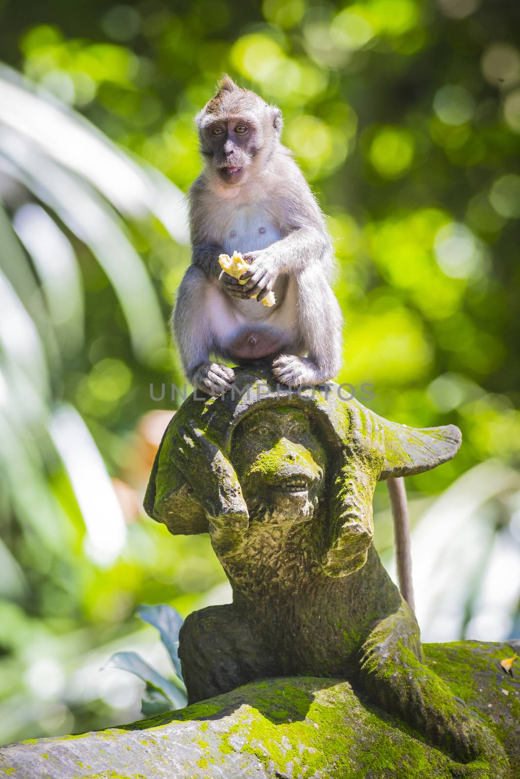 Monkey at Sacred Monkey Forest, Ubud, Bali, Indonesia