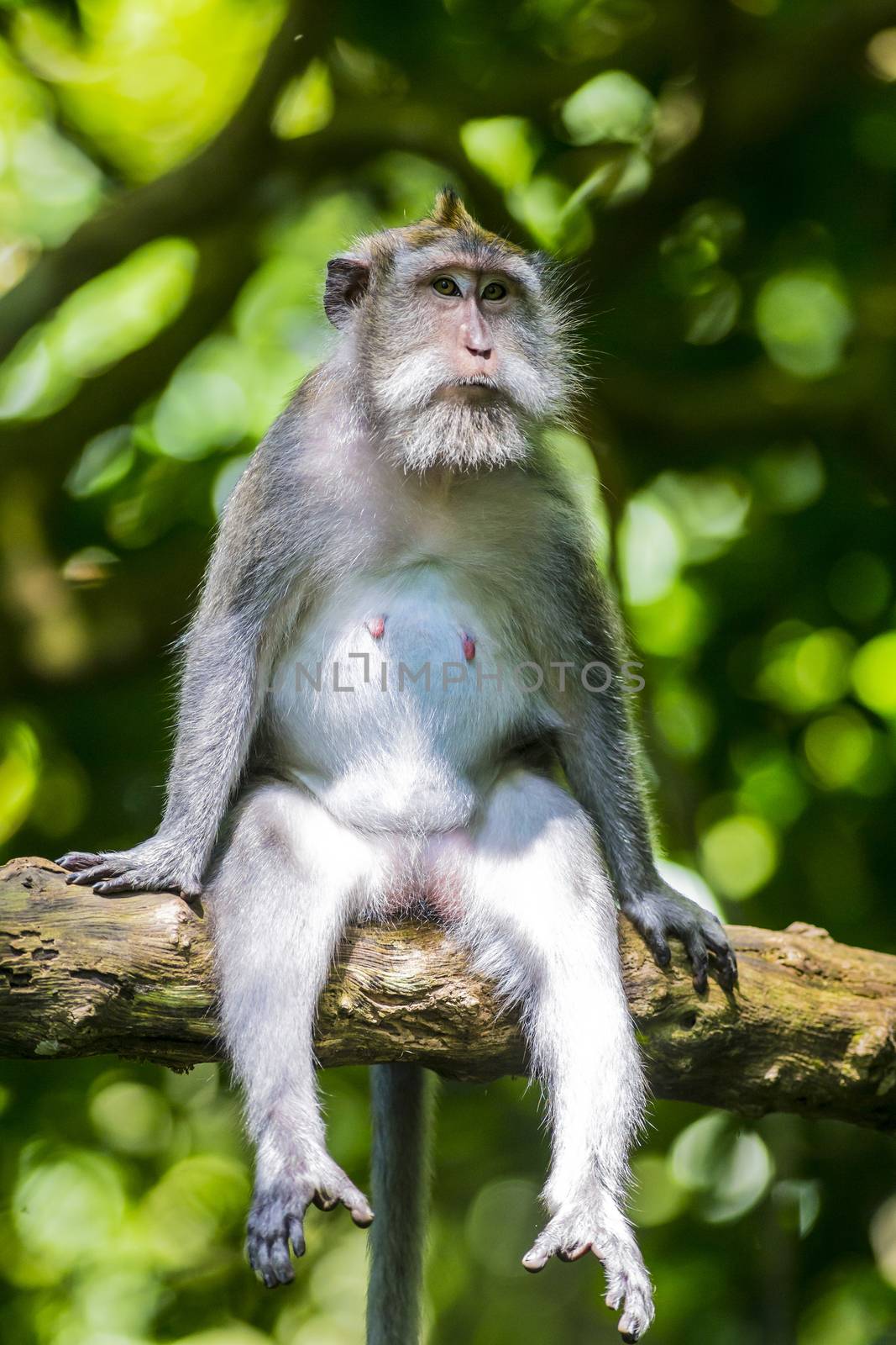 Monkey at Sacred Monkey Forest, Ubud, Bali, Indonesia