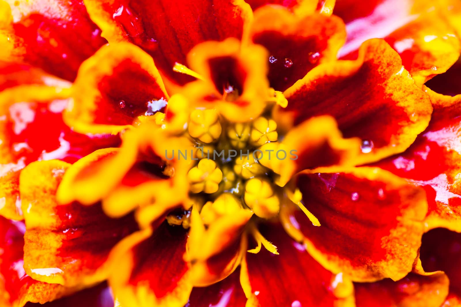 Close up of the Tagetes (marigold) flower with dewdrops by rootstocks