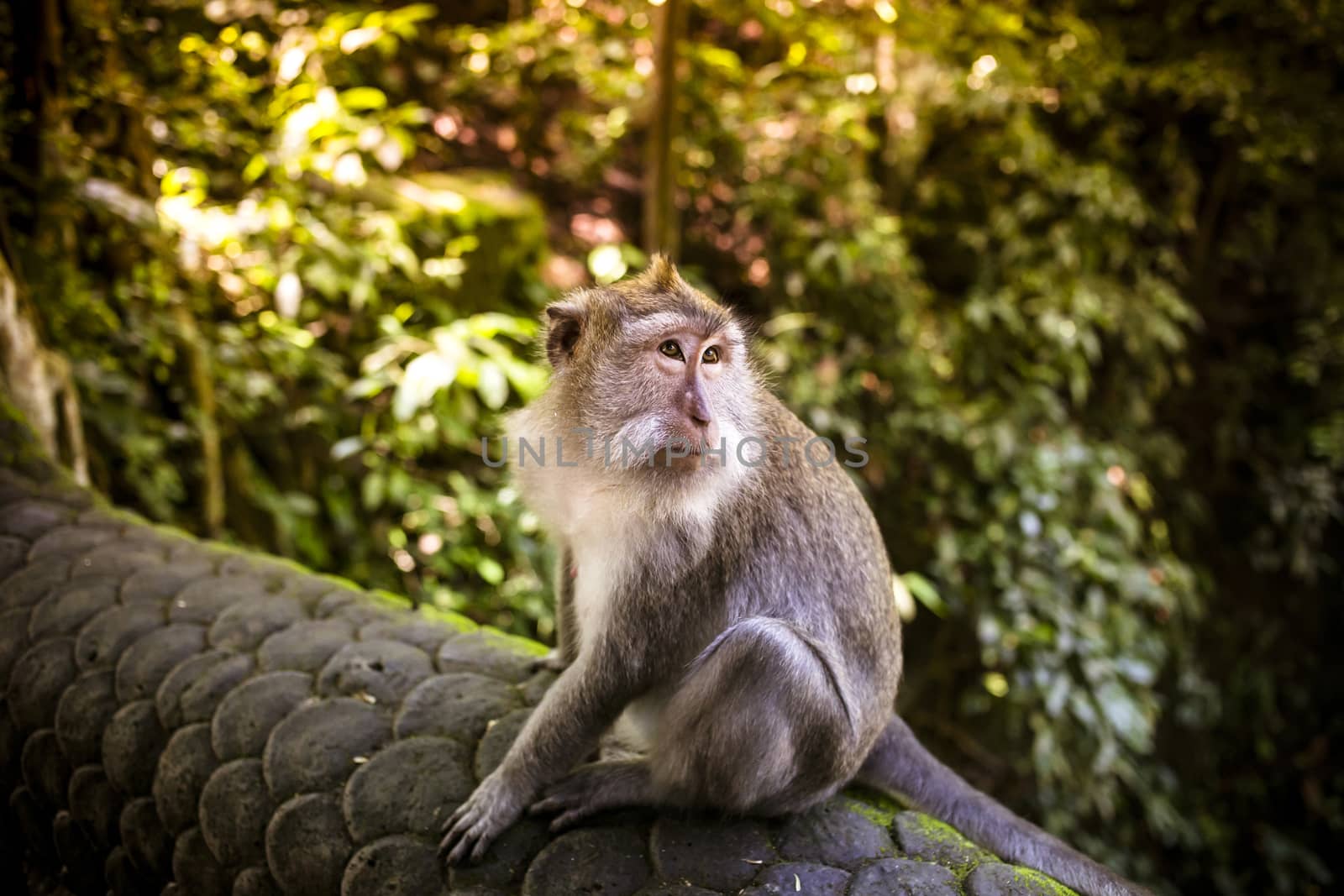 Monkey at Sacred Monkey Forest, Ubud, Bali, Indonesia