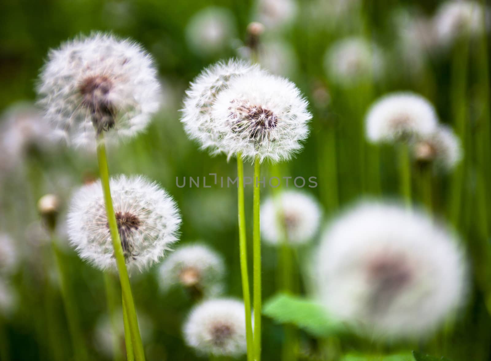 Dandelion flowers with globular heads of seeds by rootstocks