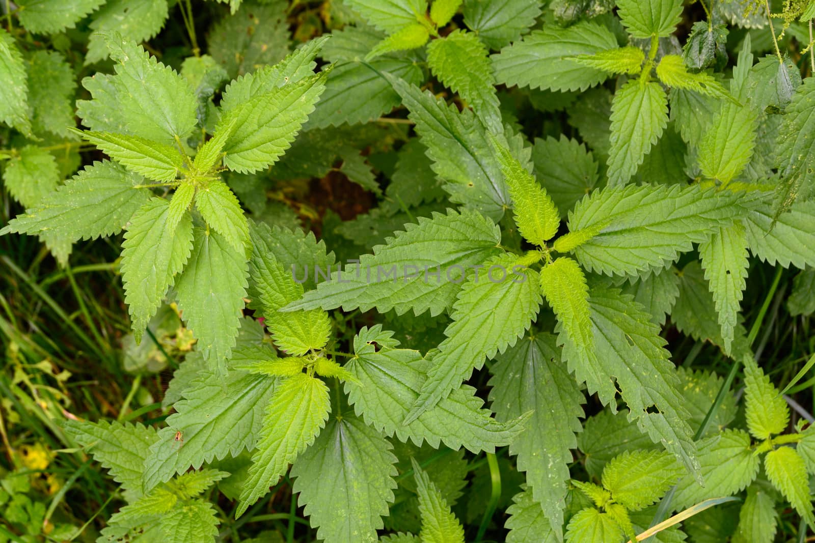 Pattern of wild nettles in a forest