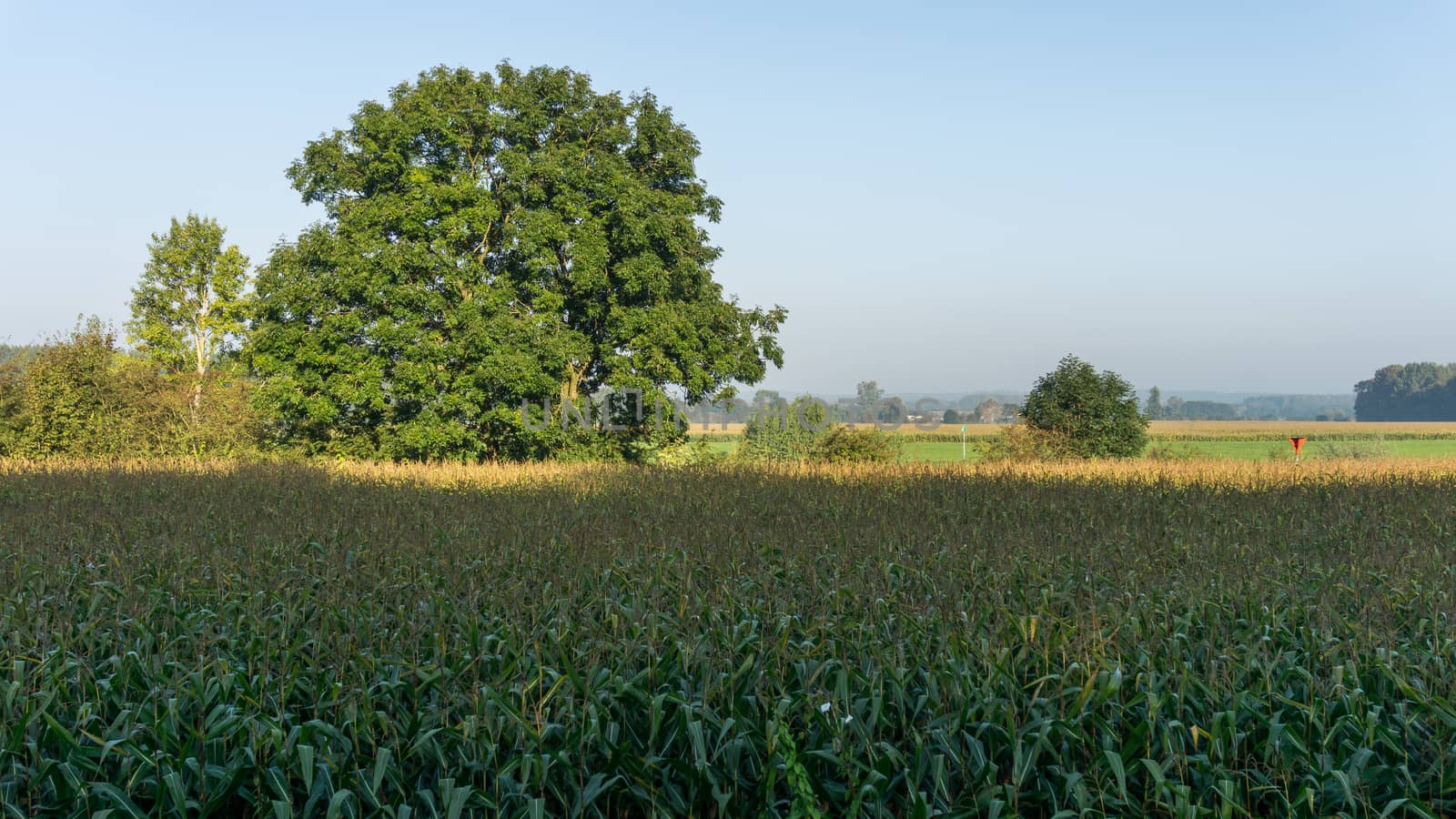 A field of corn in typical dutch countryside