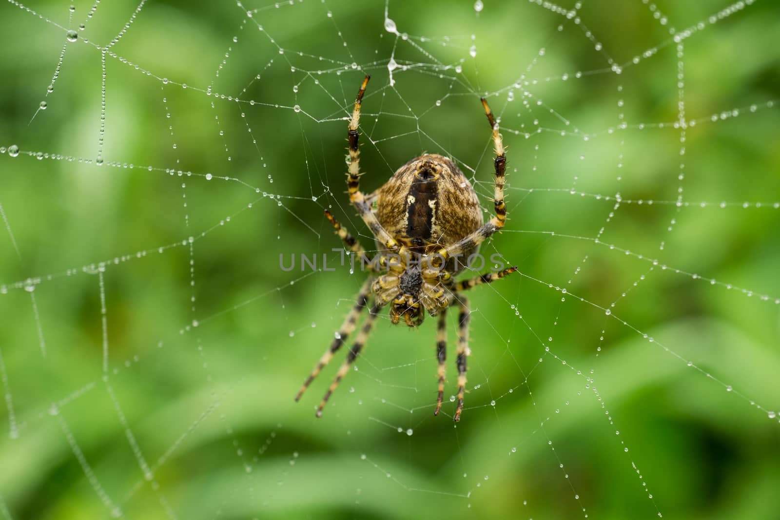 Spider on web covered by morning dew