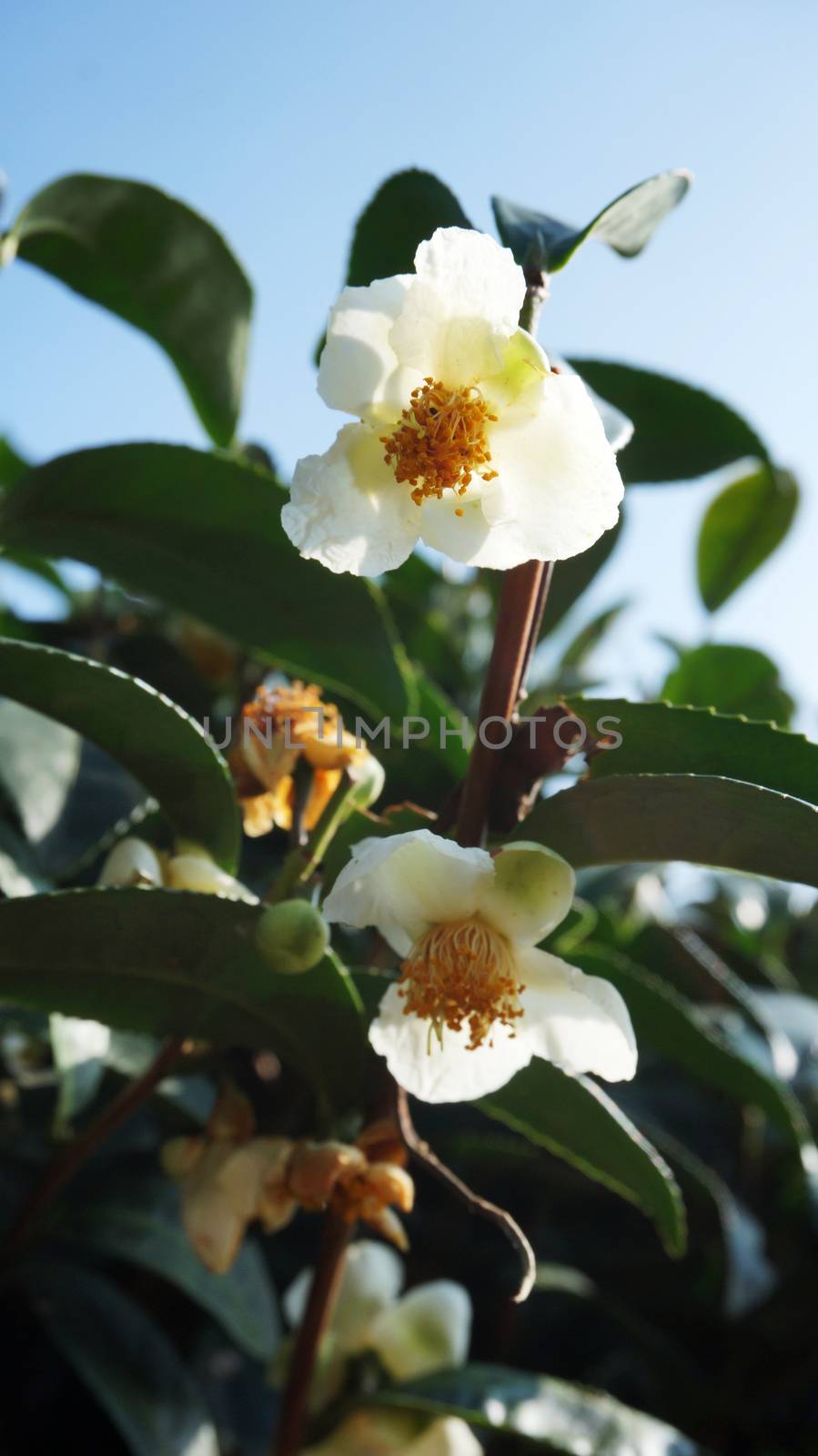 Close up of beautiful white flower with green tea leafs
