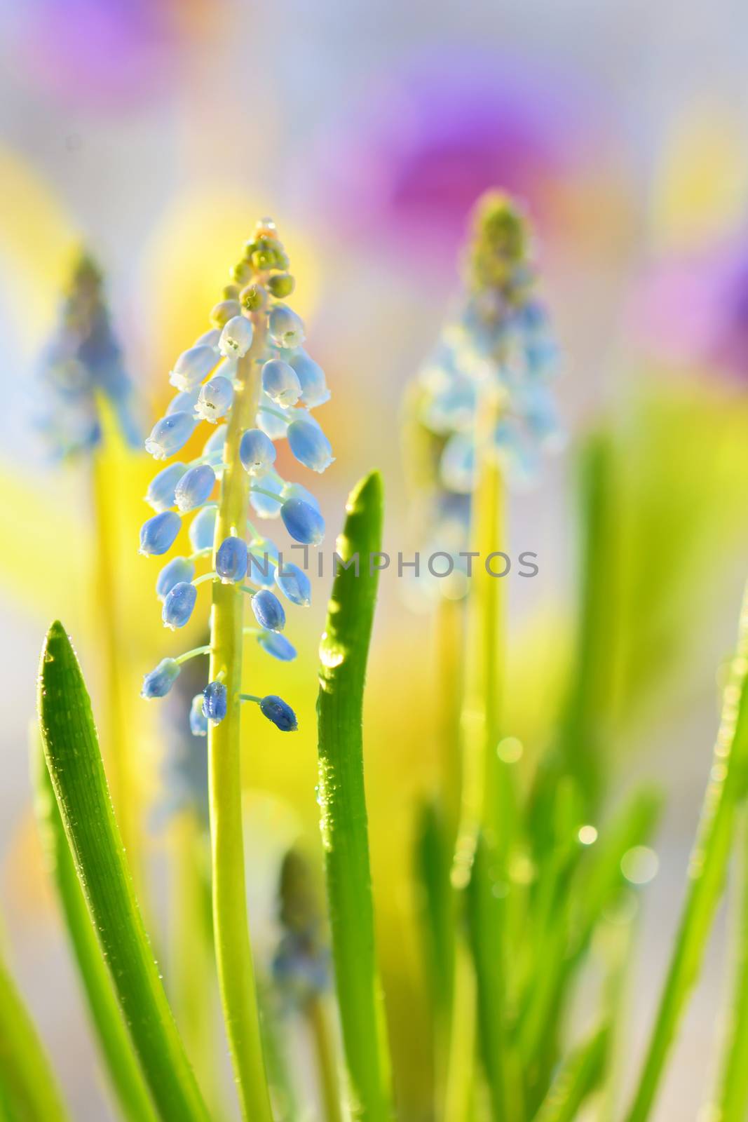 Muscari neglectum flowers in the spring garden