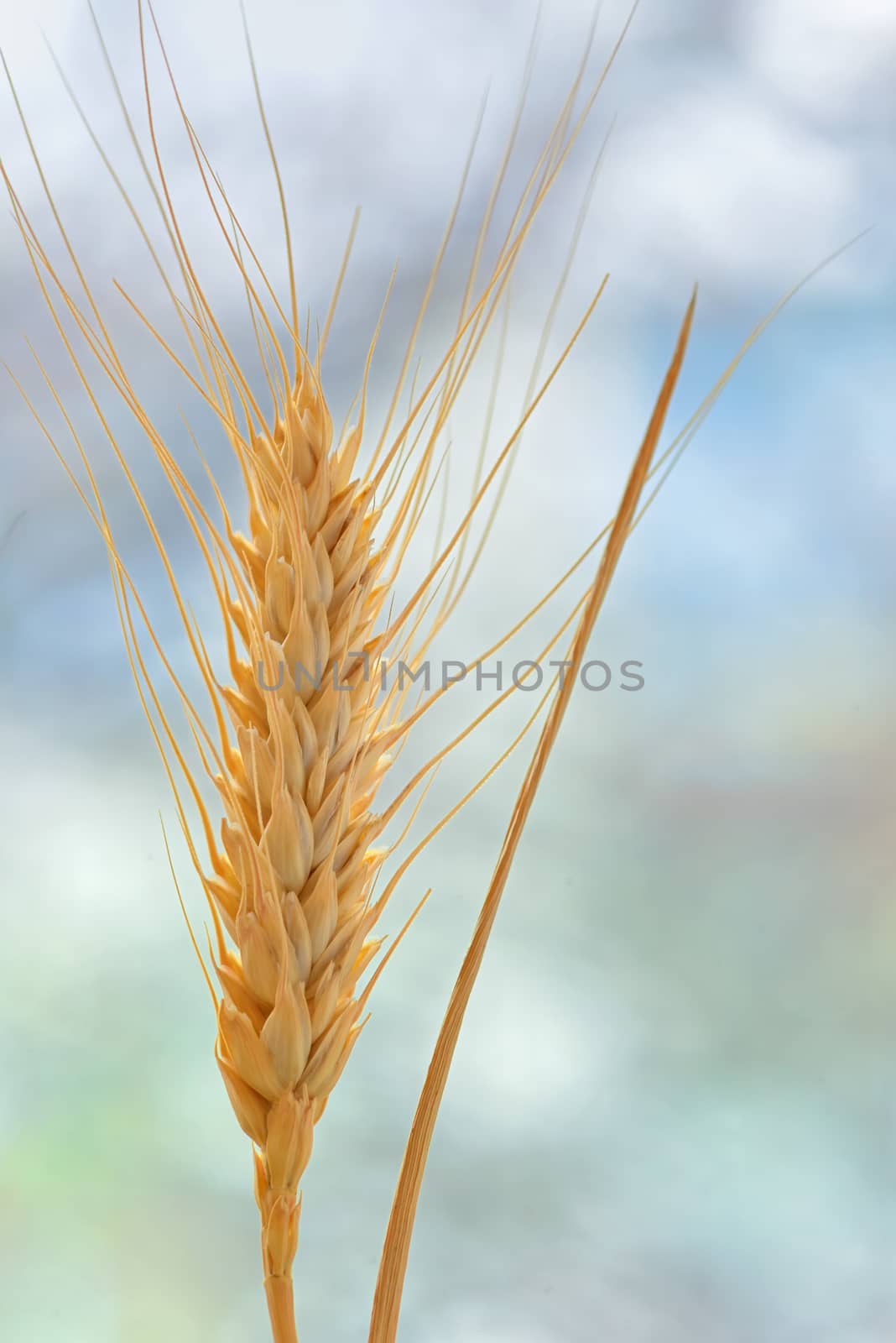 Yellow grain ready for harvest