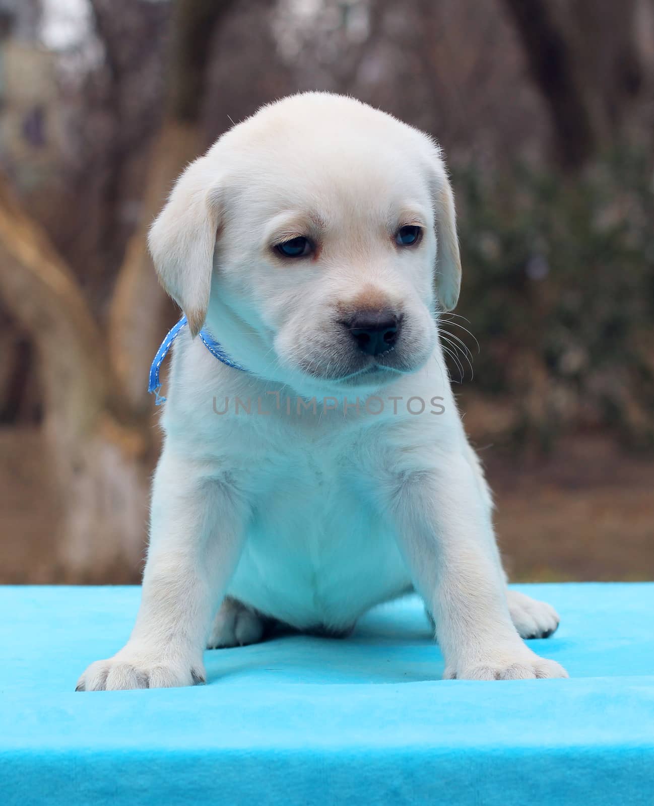 a yellow labrador puppy sitting on blue background