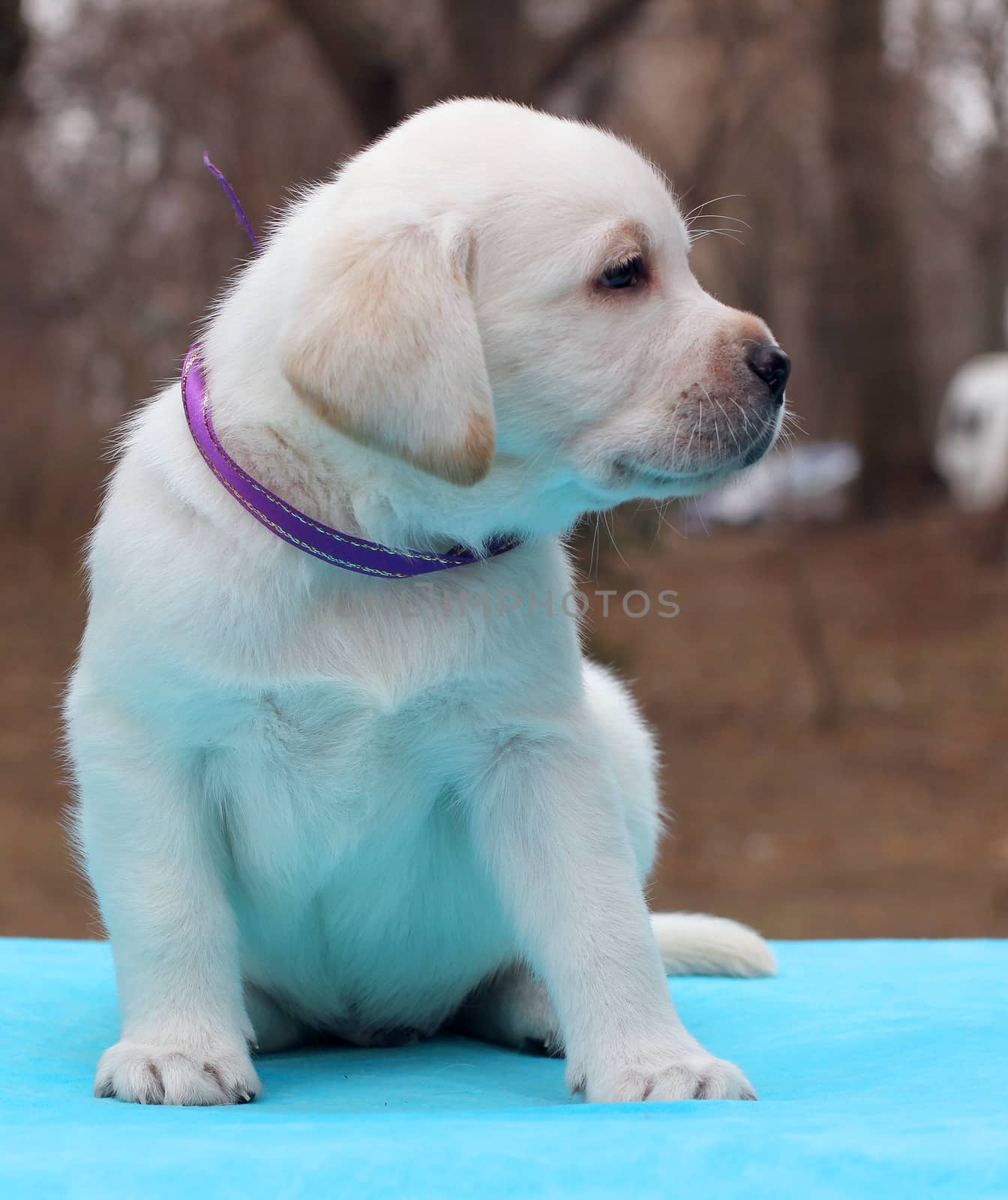 yellow labrador puppy sitting on blue background