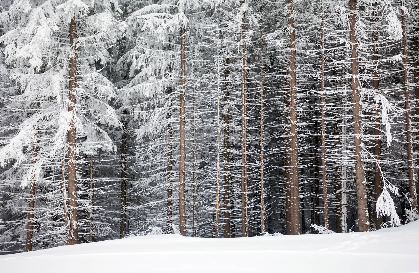 Pine tree trunks covered with snow in winter on the edge of the forest