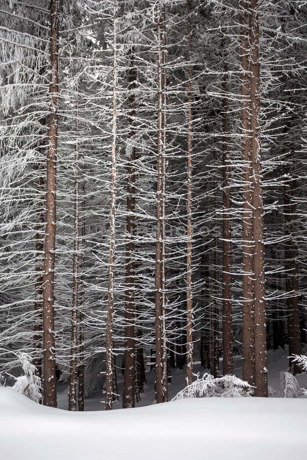 Pine tree trunks covered with snow in winter on the edge of the forest