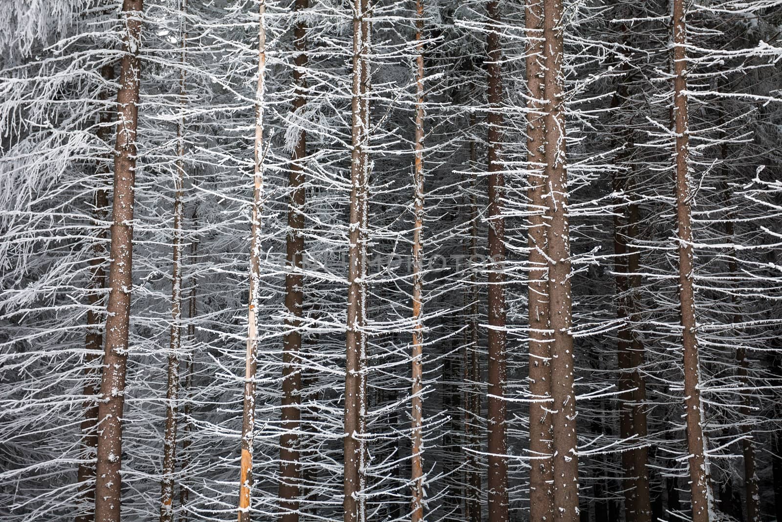 Pine tree trunks covered with snow in winter on the edge of the forest