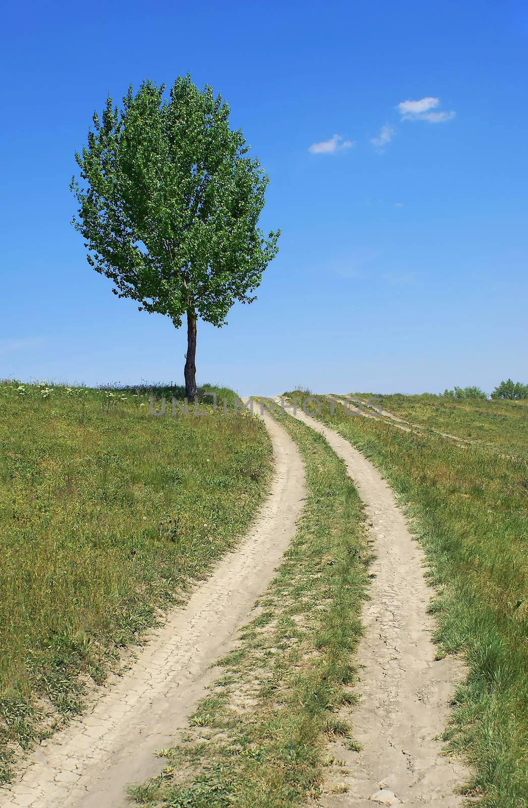 Road past the Lone Tree in Grassy Meadow over Blue Cloudy Sky, Vertical Shot