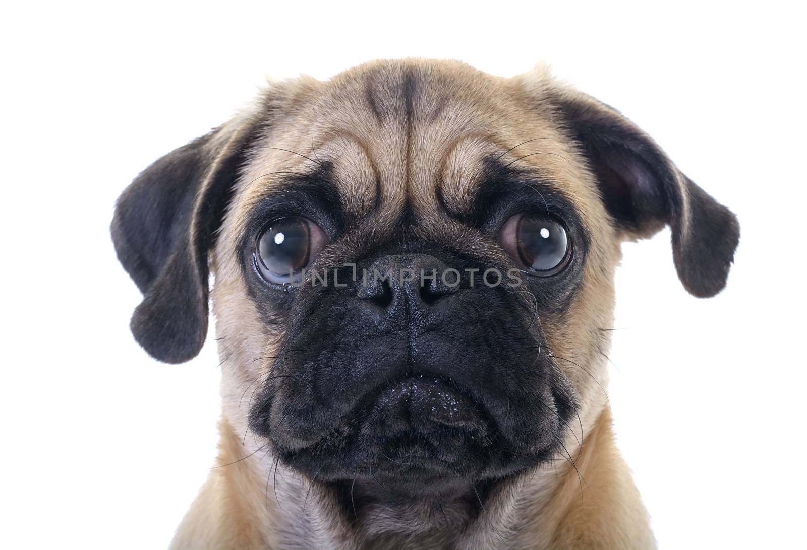 Crying Pug Dog by milinz