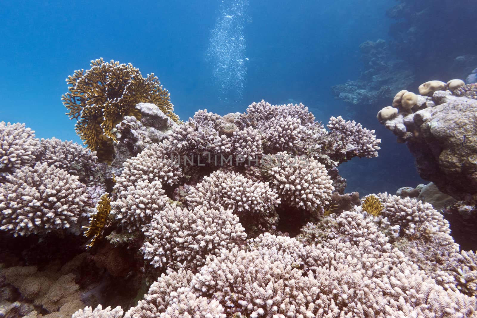 coral reef with hard coral at the bottom of tropical sea on a background of blue water