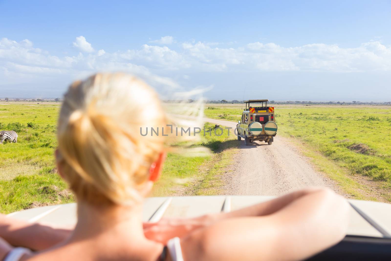 Woman on african wildlife safari observing animals and nature from open roof safari jeep. Rear view.