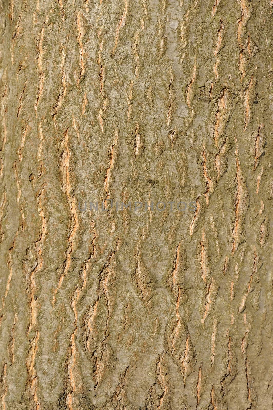 Tree bark background  vertical