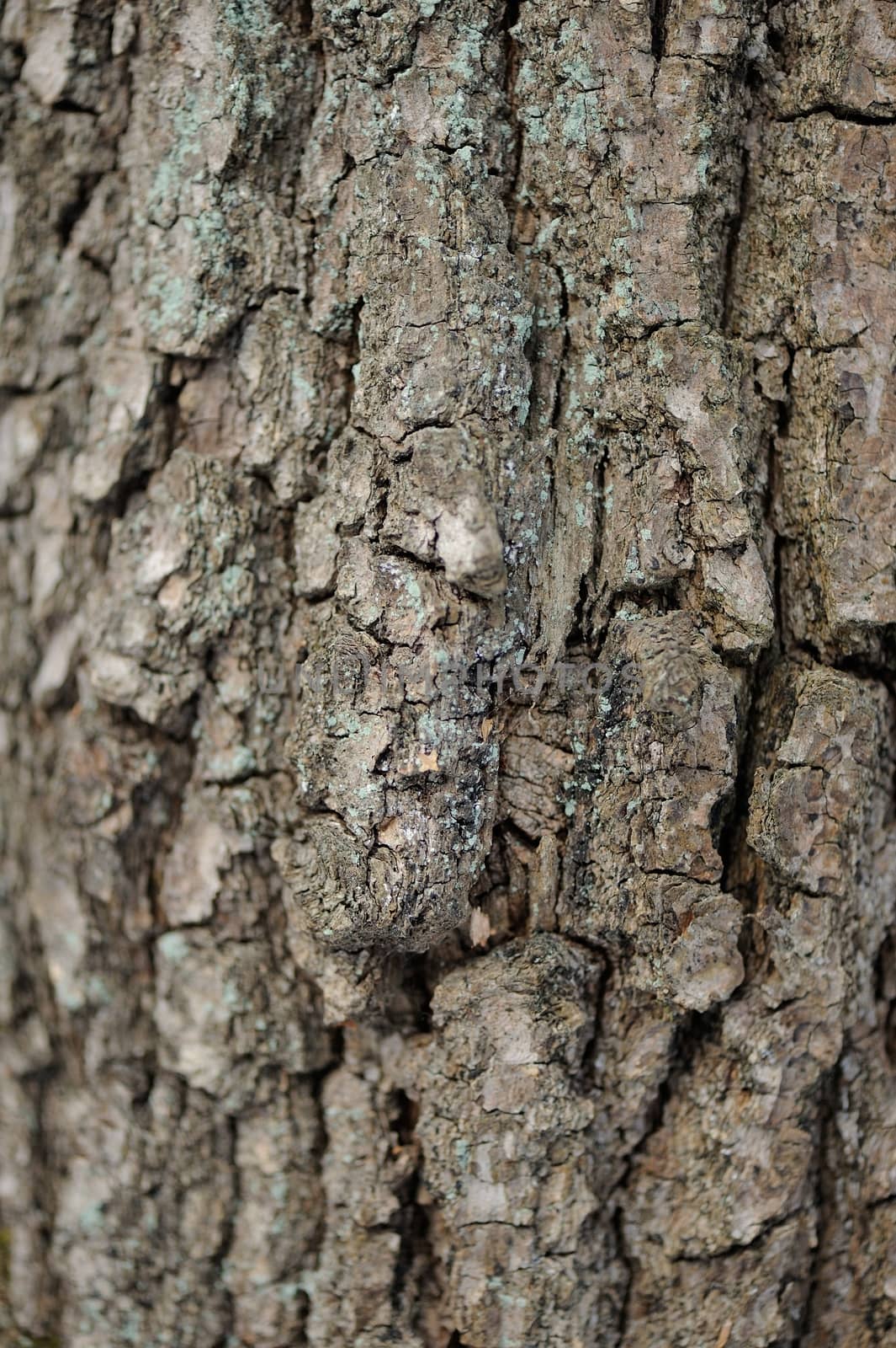 Tree bark background  vertical