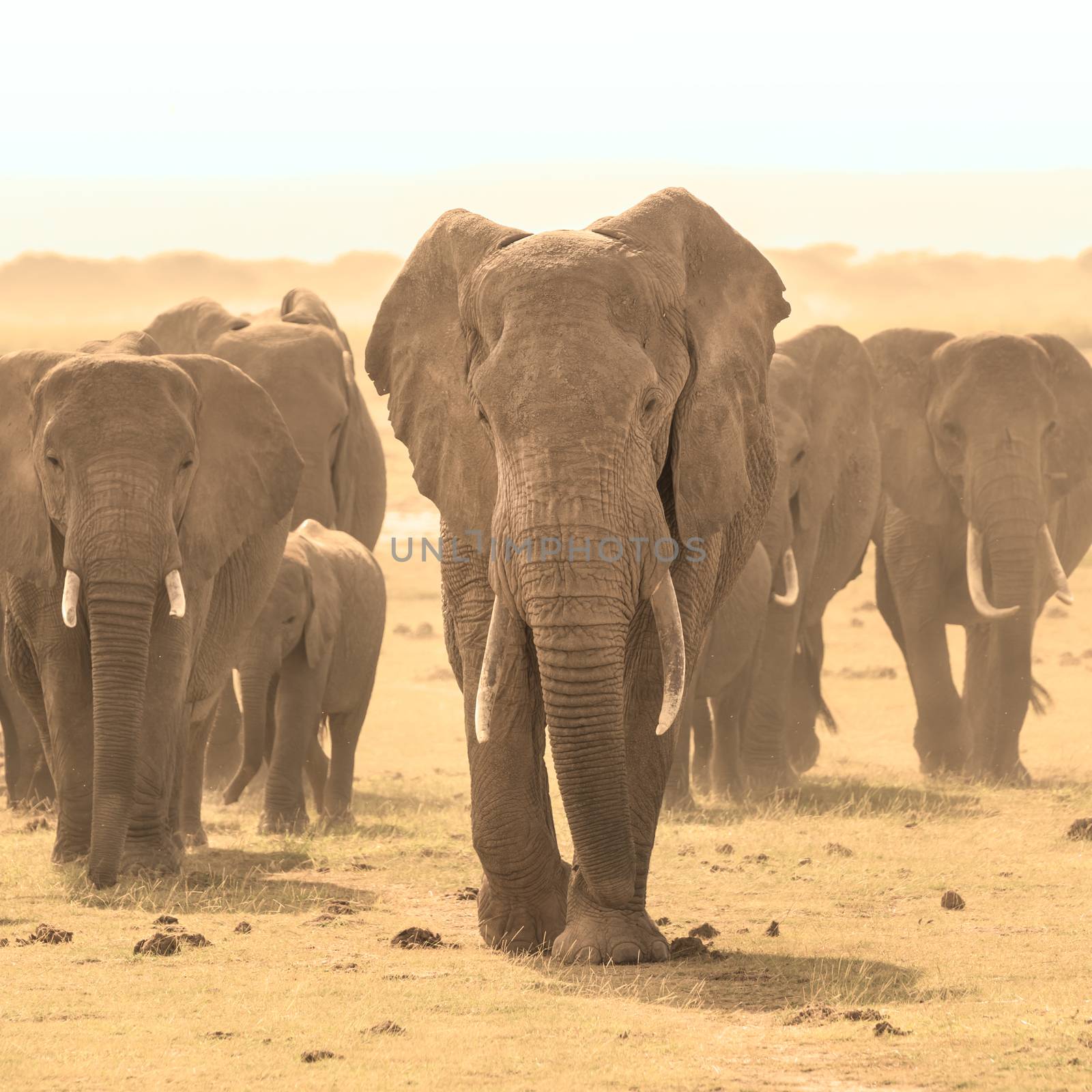 Loxodonta africana, African bush elephant. by kasto