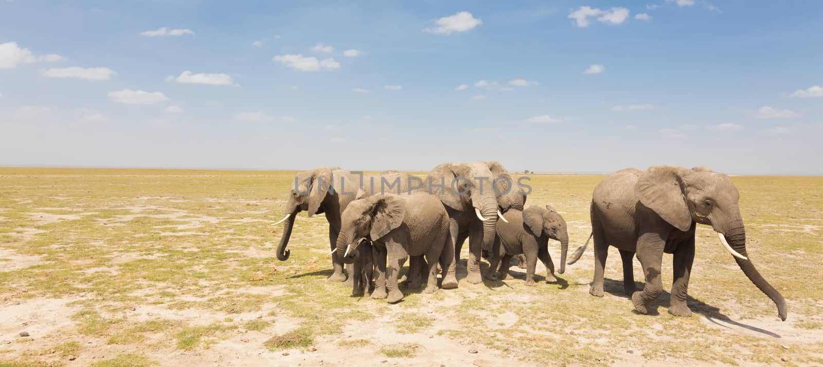 Loxodonta africana, African bush elephant. by kasto