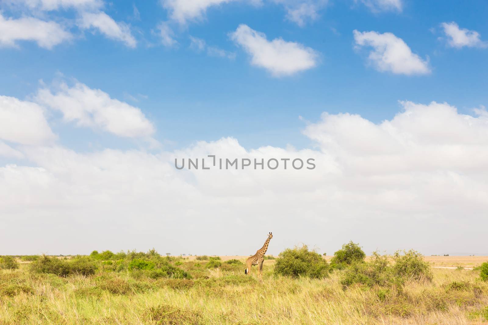 Giraffe in african wilderness. Giraffa camelopardalis is African even-toed ungulate mammal, tallest living terrestrial animal and the largest ruminant.