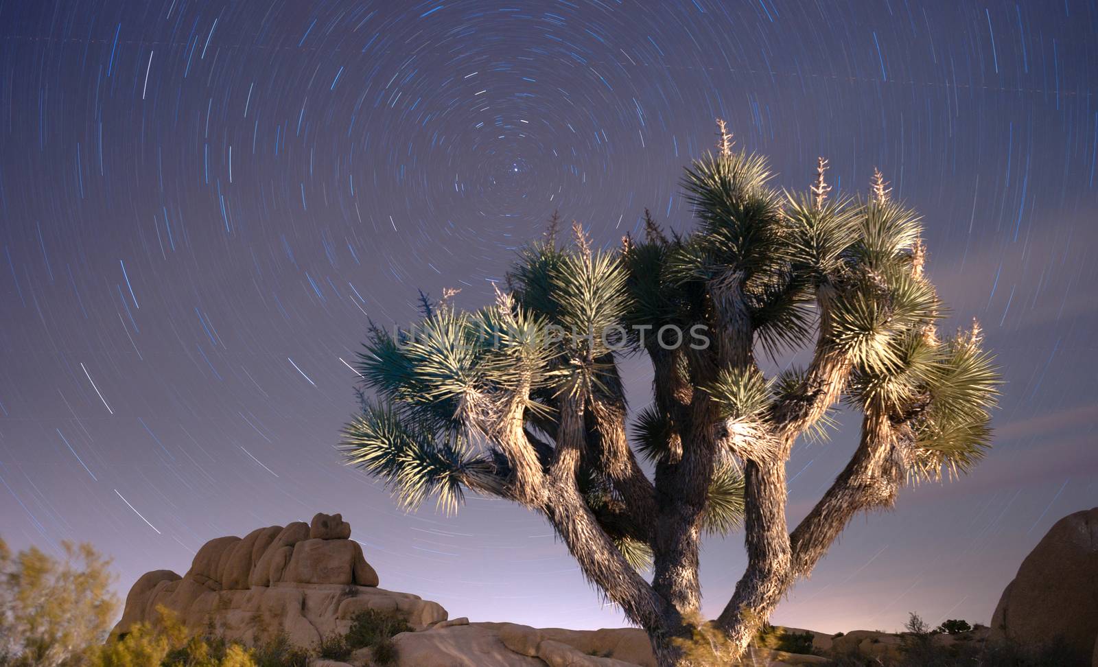 North Star Trails Long Exposure Astronomy Joshua Tree Night Sky by ChrisBoswell