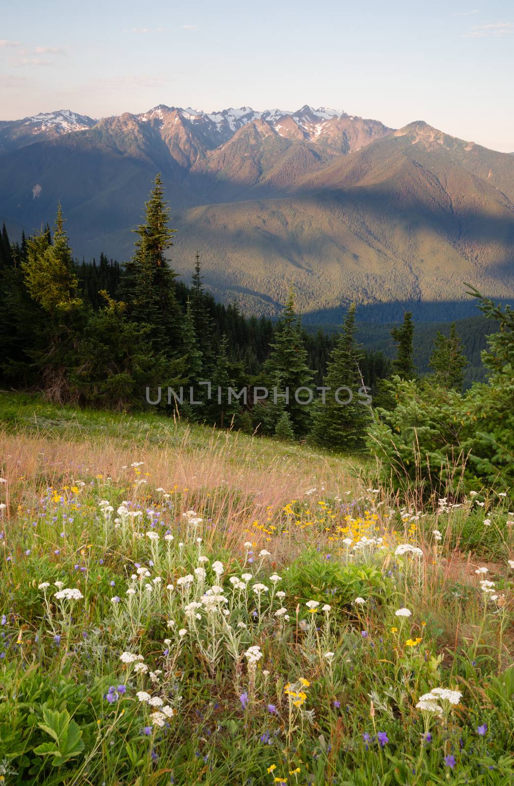 Early Morning Light Wildflower Meadow Olympic Mountains Hurrican by ChrisBoswell