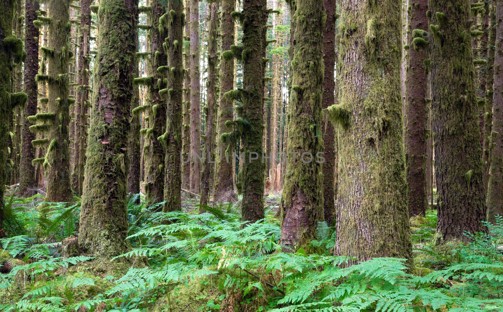 Hoh Rainforest Spruce Hemlock Cedar Trees Fern Groundcover by ChrisBoswell