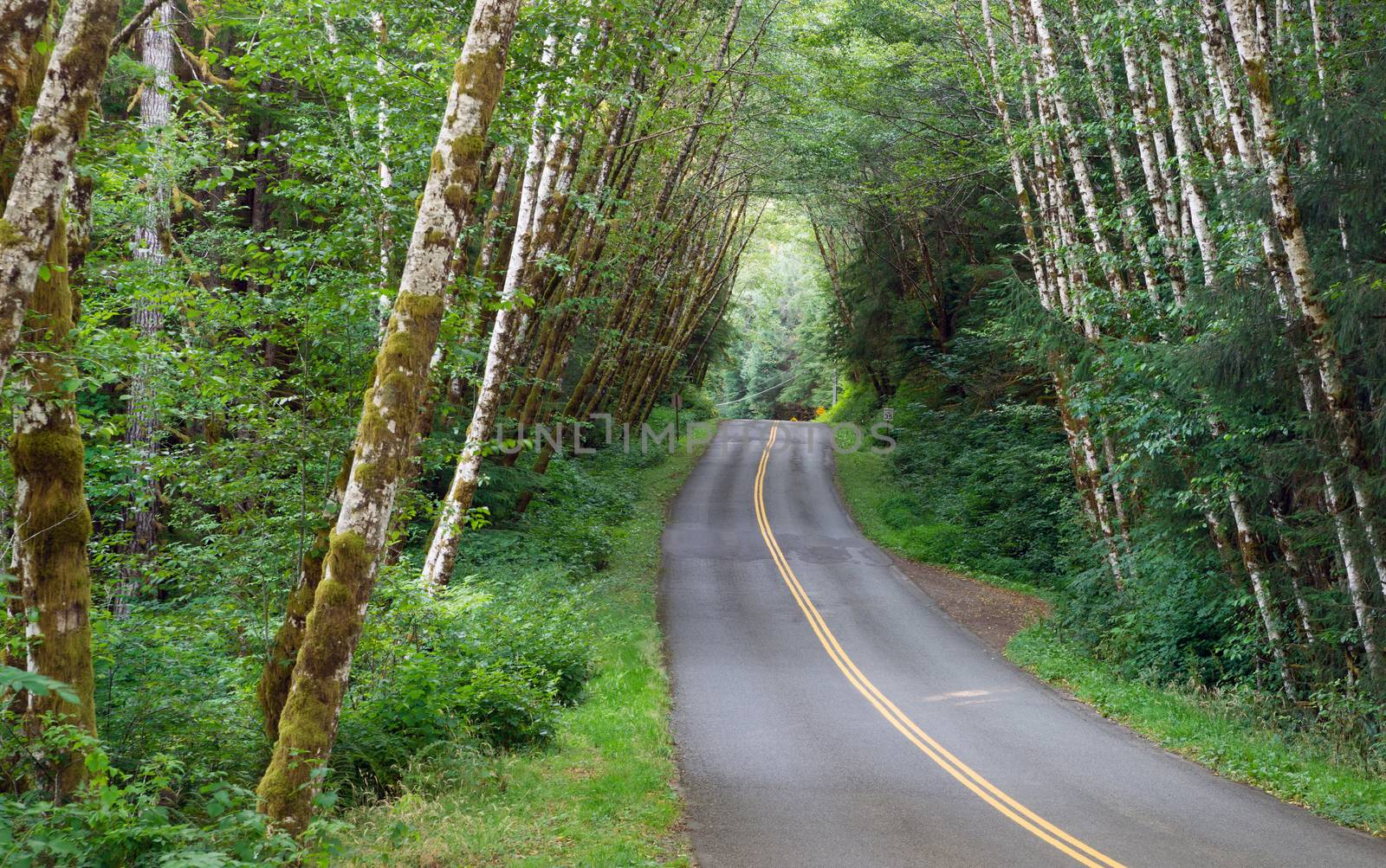 Two Lane Road Cuts Through Dense Tree Canopy Hoh Rainforest by ChrisBoswell