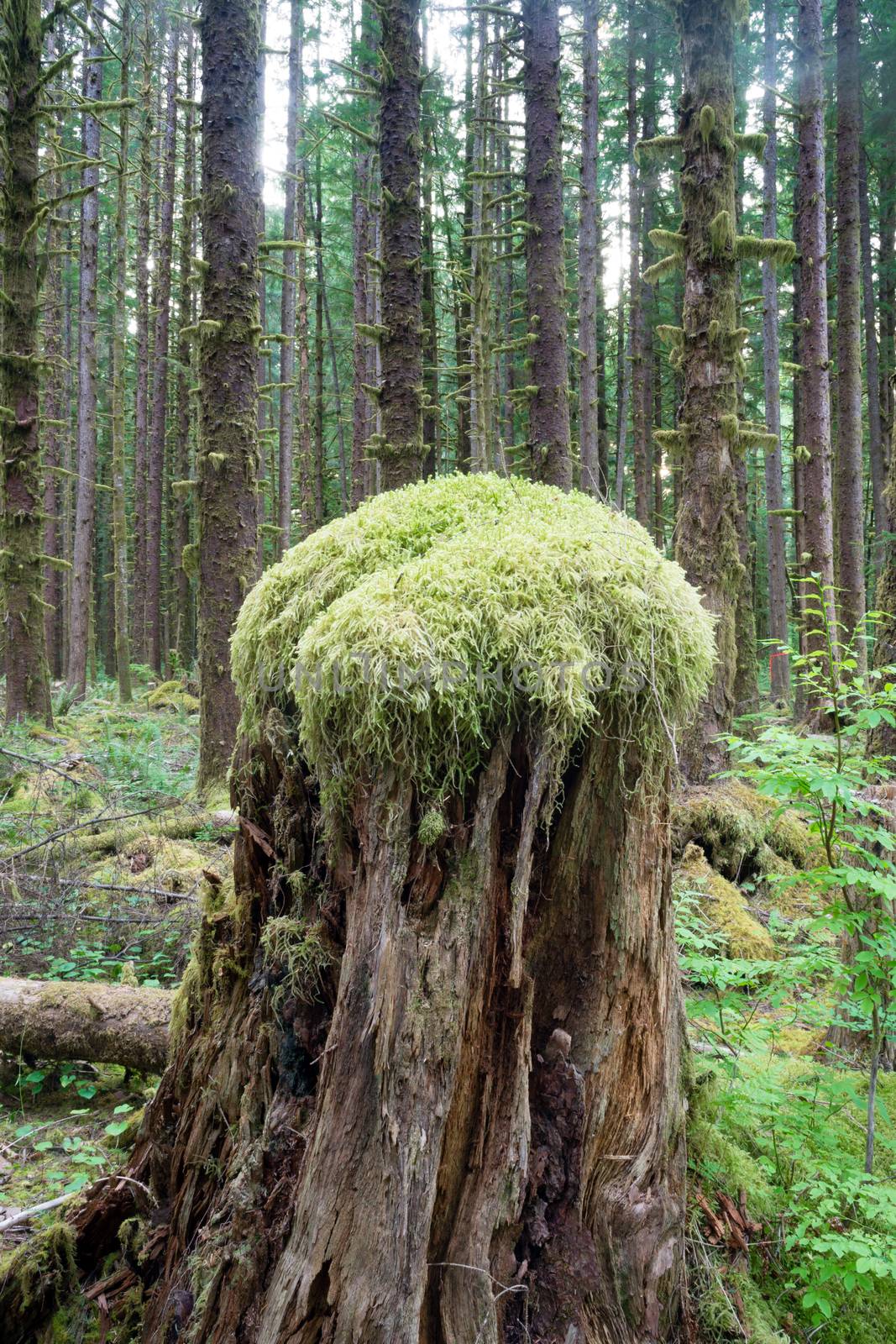 Hoh Rainforest Spruce Hemlock Cedar Trees Fern Groundcover by ChrisBoswell