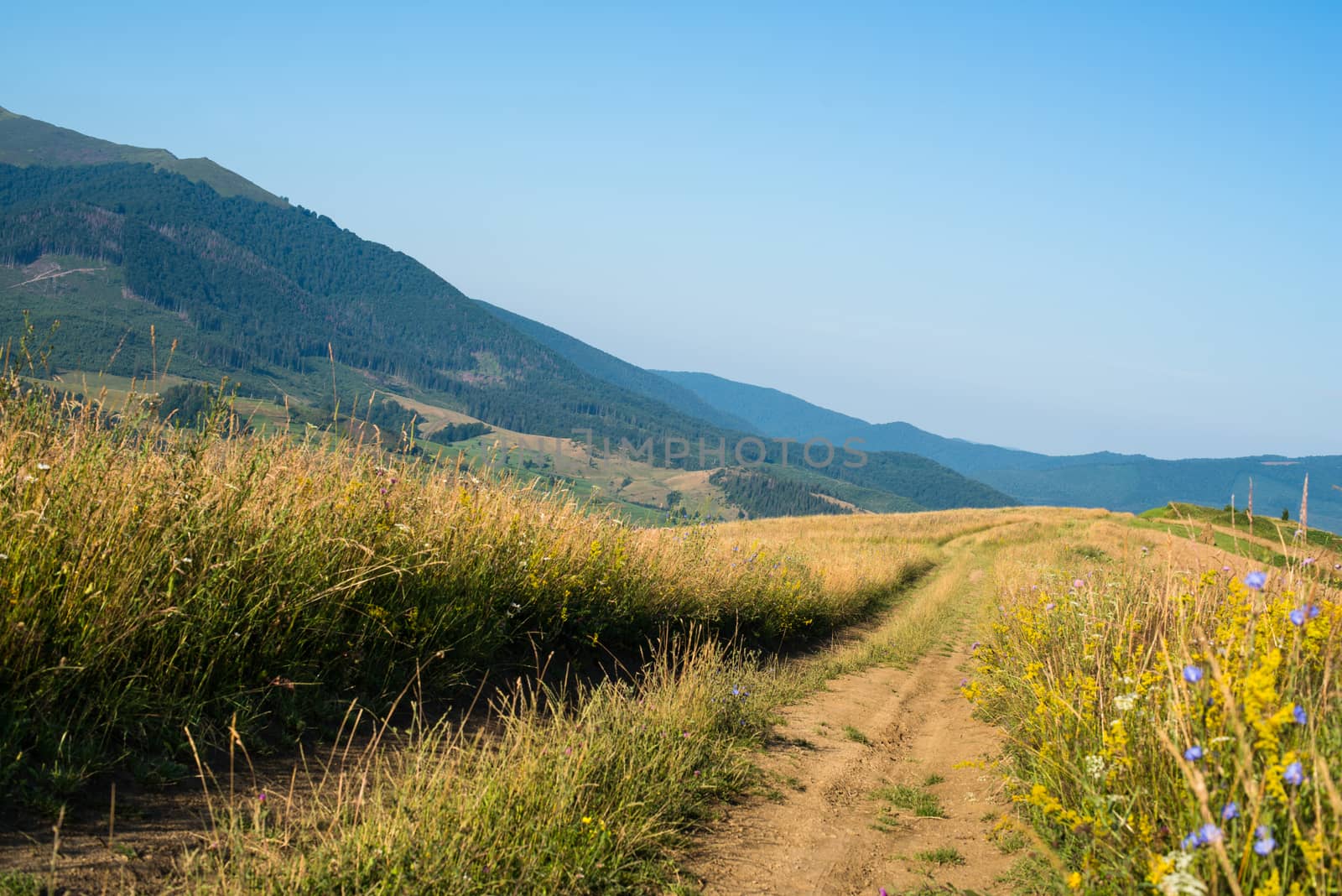 Dirt road against the summer landscape in the Ukrainian Carpathian Mountains