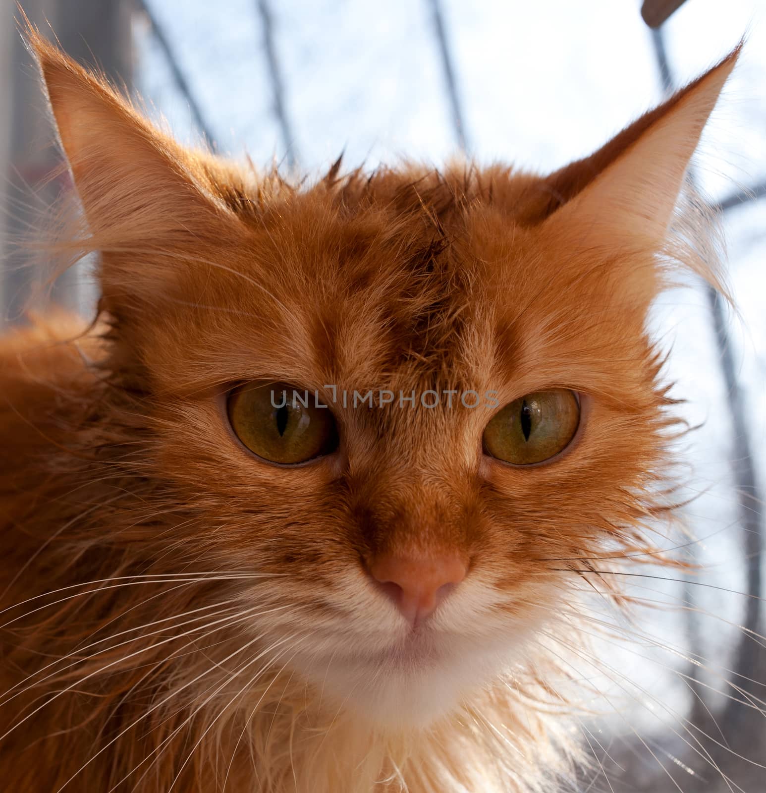 Muzzle red cat close-up, front view
