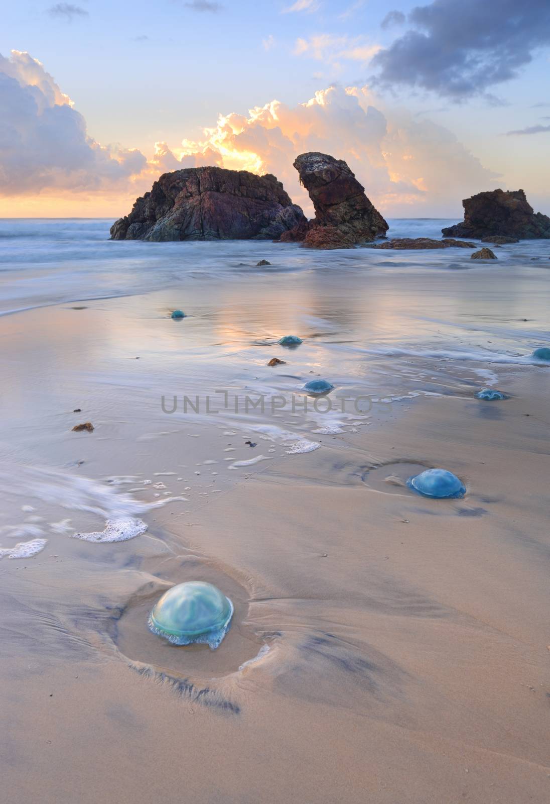 Thousands of blue jelly blubber jellyfishes ranging from small egg size to dinner plate sizes washed ashore with Watonga rocks and sunrise reflections in the tidal flows