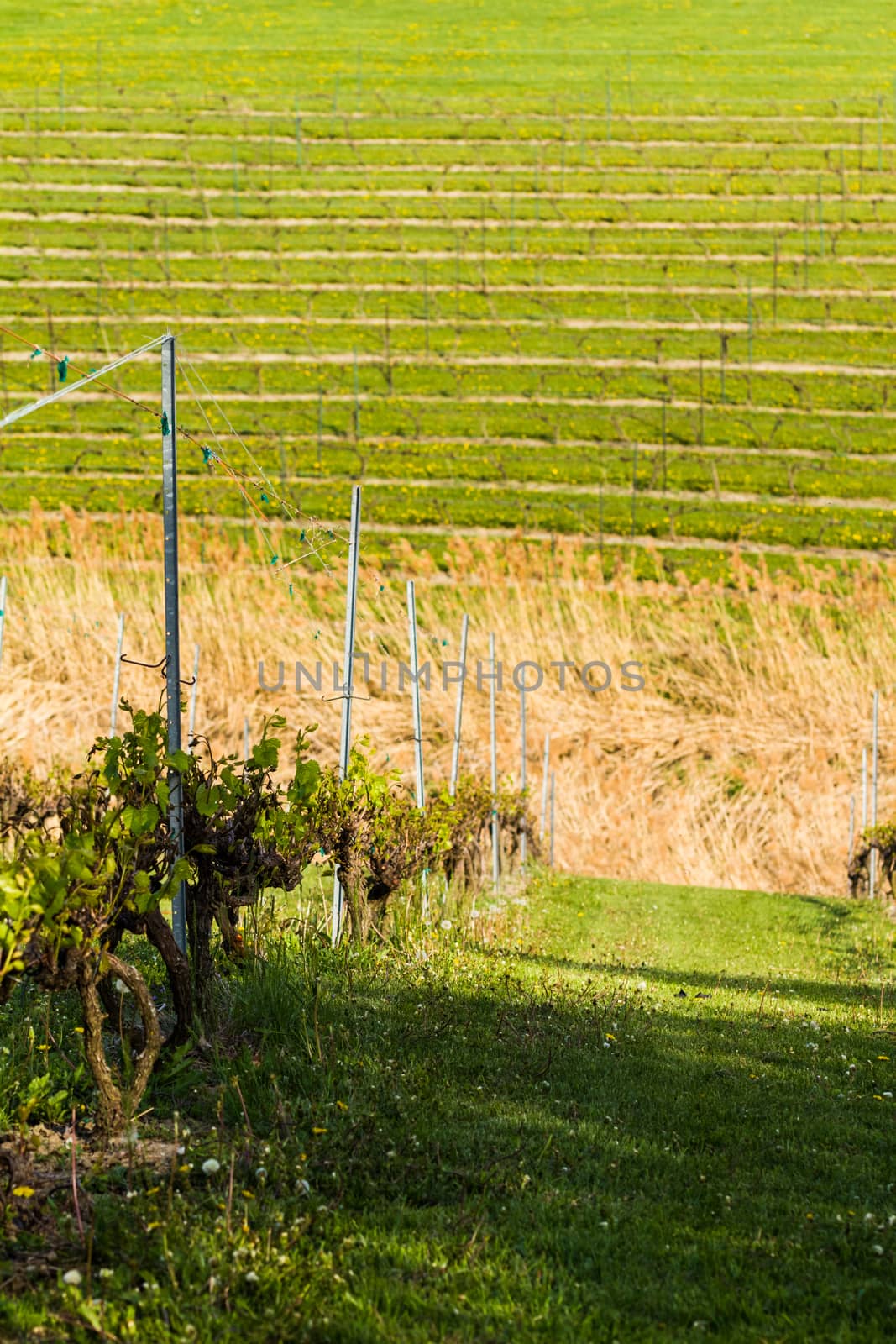 Winery Field slope somewhere in Canada, Quebec