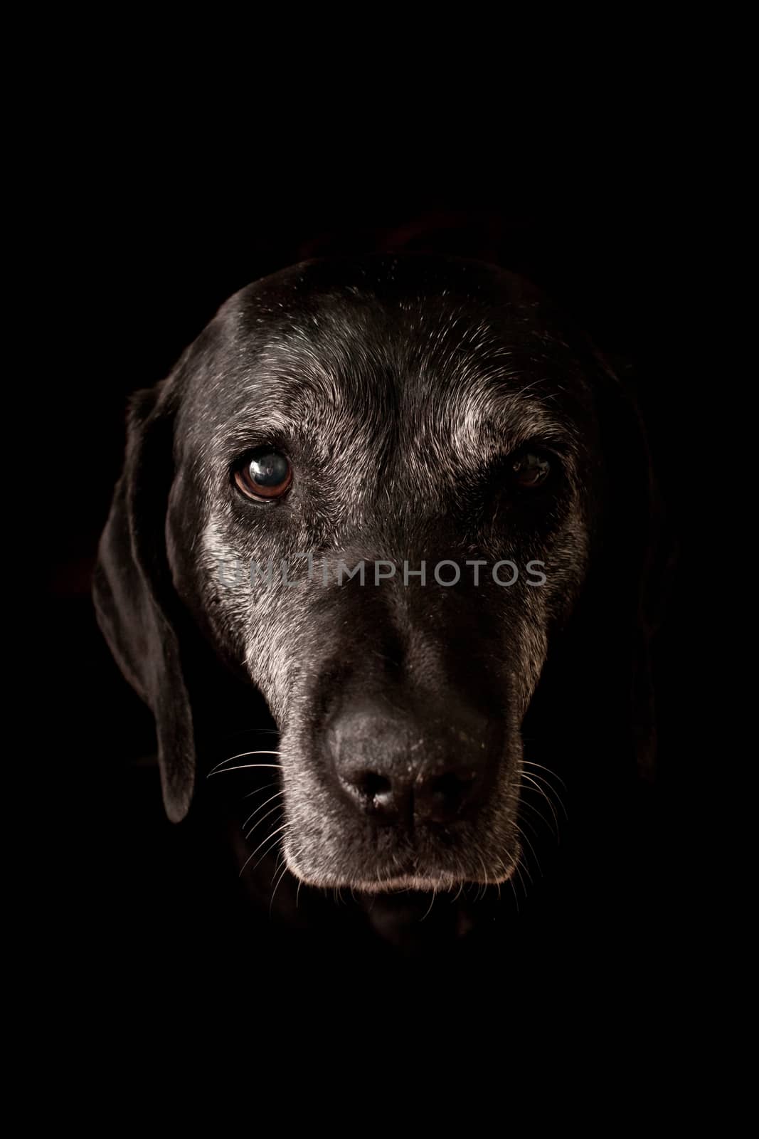 Sad Old Dog Looking at the Camera - Isolated on Black Background