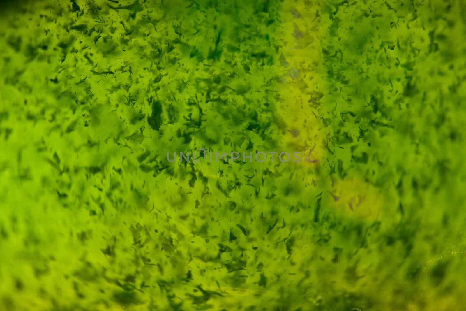 Macro texture of Wheat Grass Juice with Back light
