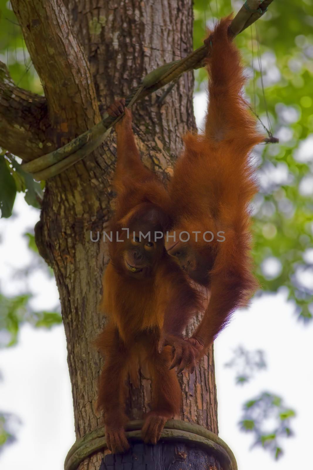 Orangutans in the jungle of Borneo, Malaysia