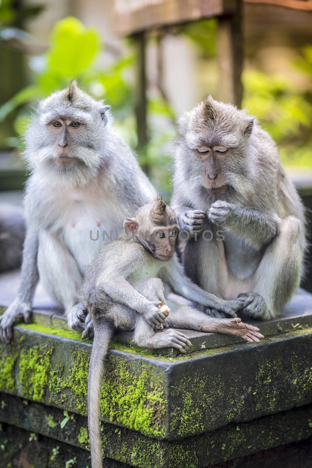 Long Tailed Macaque with her Infant , Sacred Monkey Forest, Ubud. Bali, Indonesia