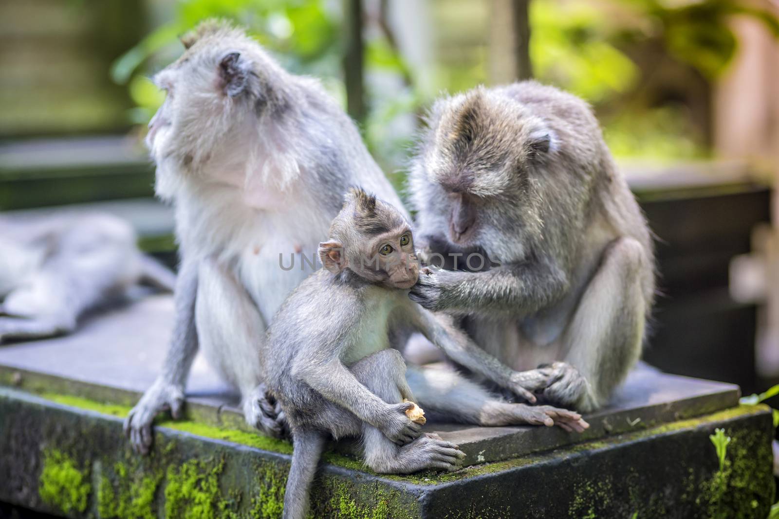 Long Tailed Macaque with her Infant , Sacred Monkey Forest, Ubud. Bali, Indonesia