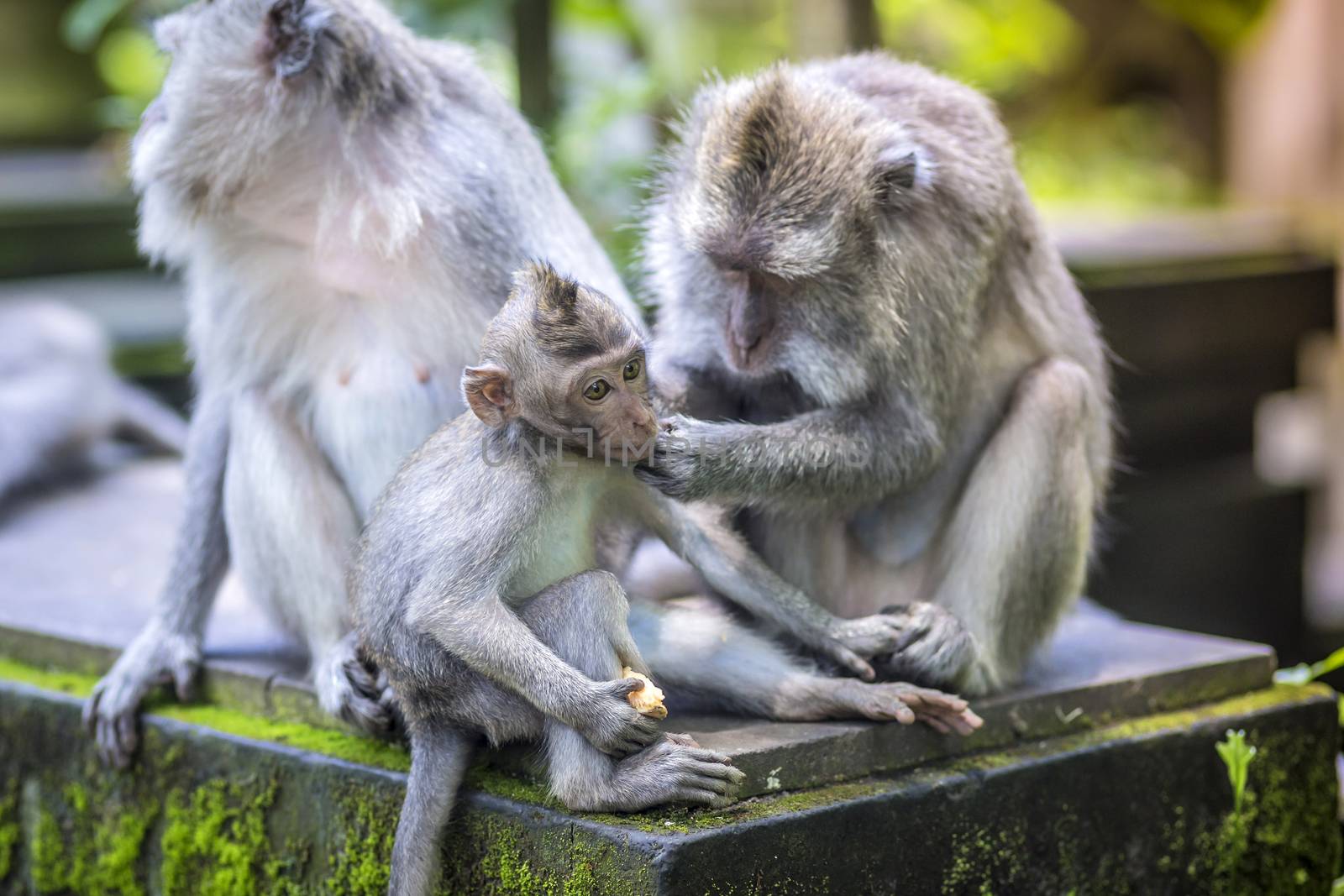 Long Tailed Macaque with her Infant , Sacred Monkey Forest, Ubud. Bali, Indonesia