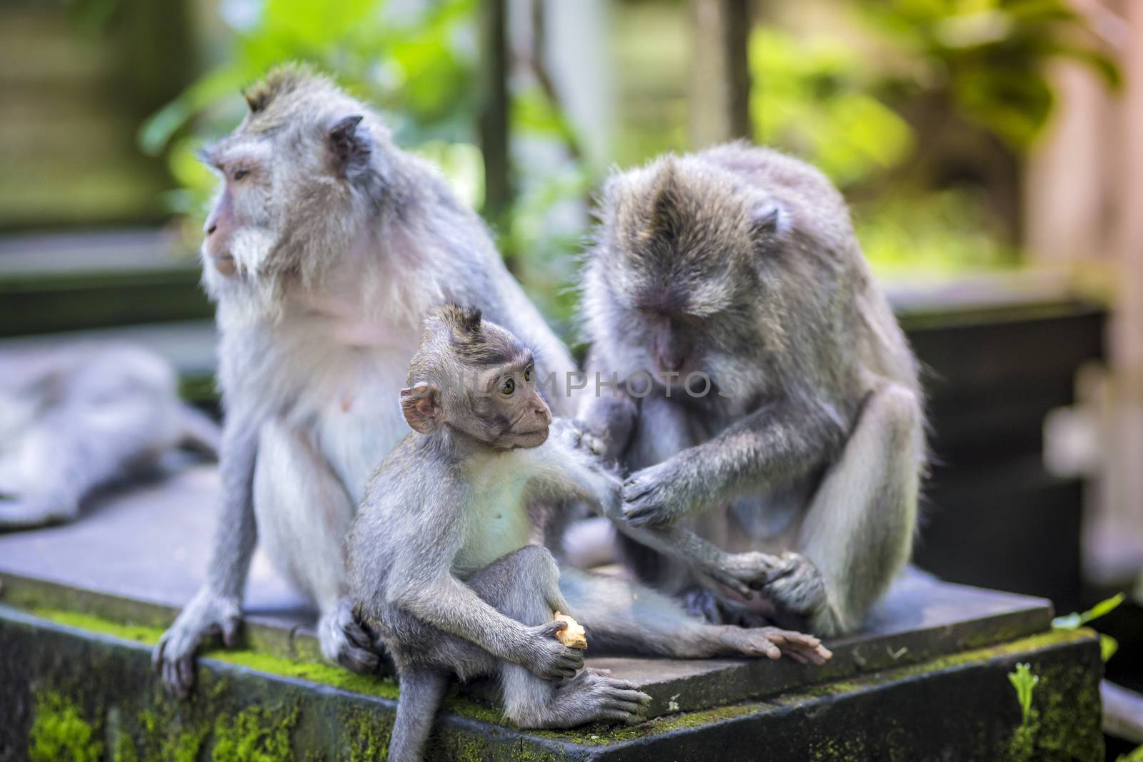 Long Tailed Macaque with her Infant , Sacred Monkey Forest, Ubud. Bali, Indonesia